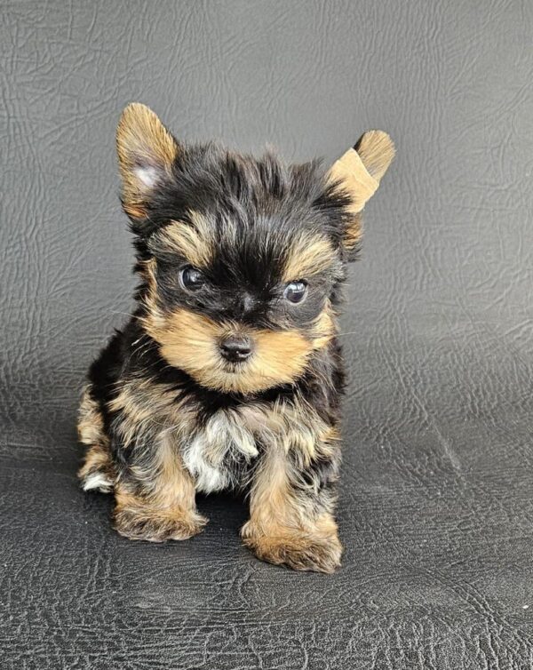 YORKSHIRE TERRIER