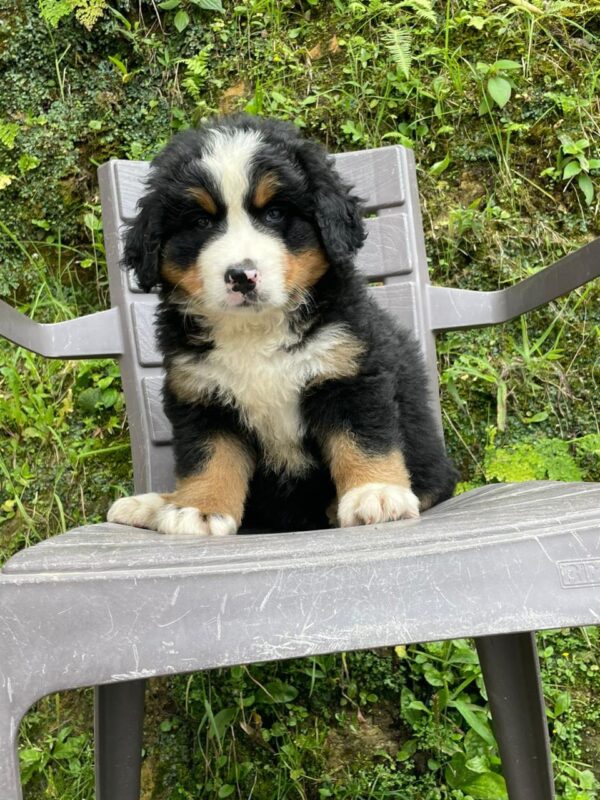 BERNÉS DE LA MONTAÑA