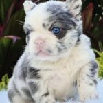 Imagen anterior del producto