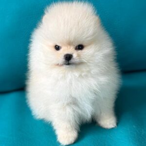 comprar Pomerania linea rusa