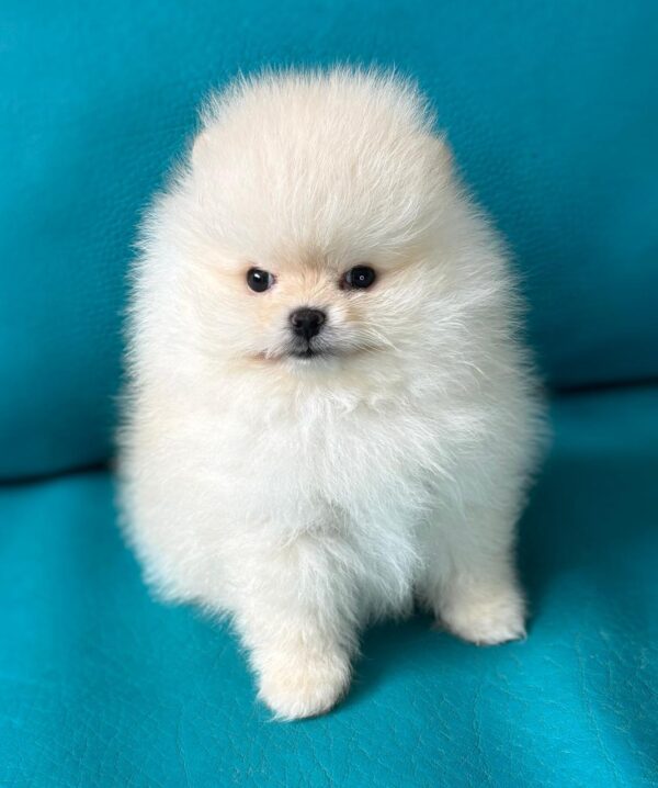 comprar Pomerania linea rusa